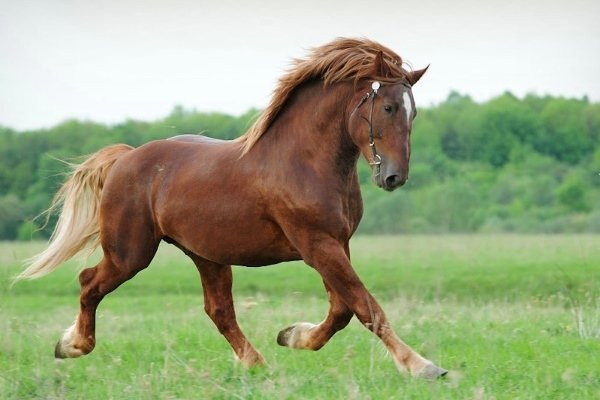 Важковозні породи коней: найсильніші коні