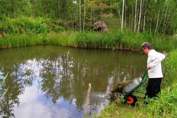 Добриво ставків: види добрив, правила їх внесення та зберігання