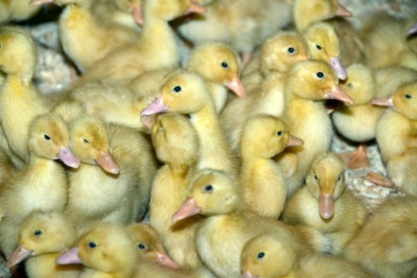 Качка Стар 53: опис породи, фото, зміст, догляд, розведення, відгуки