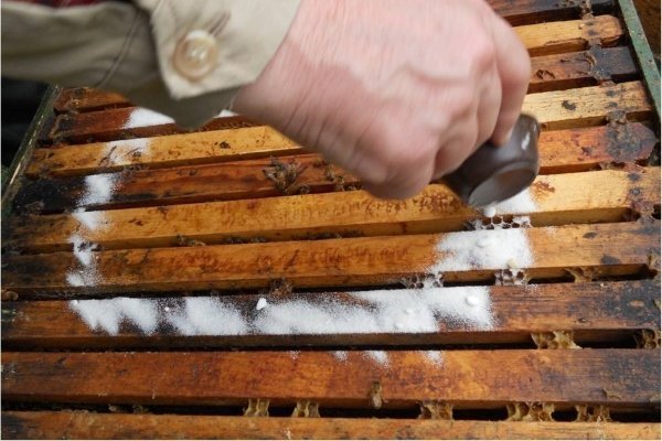 Варроатоз бджіл: симптоми, лікування, профілактика