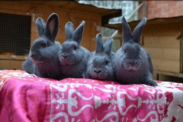 Віденський блакитний кролик: характеристика порода, фото, правила утримання та розведення, відгуки