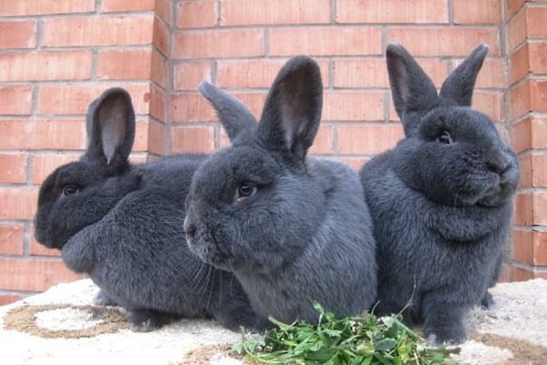 Віденський блакитний кролик: характеристика порода, фото, правила утримання та розведення, відгуки