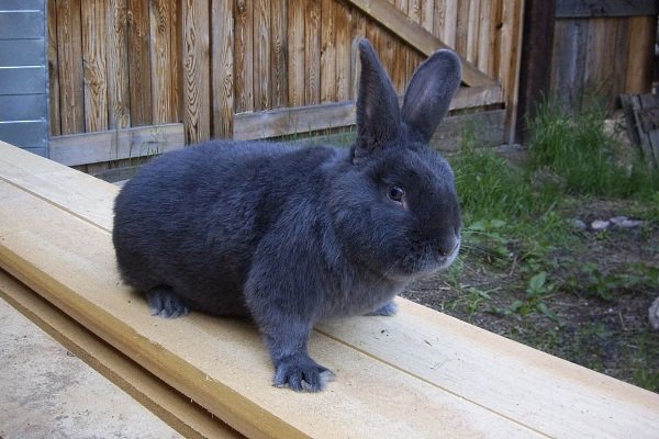 Віденський блакитний кролик: характеристика порода, фото, правила утримання та розведення, відгуки
