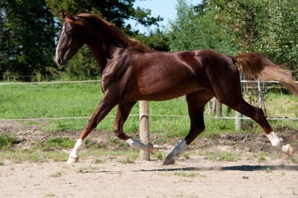 Верхові породи коней: опис з фото, показники, переваги, недоліки Верхові породи коней: опис з фото, показники, переваги, недоліки