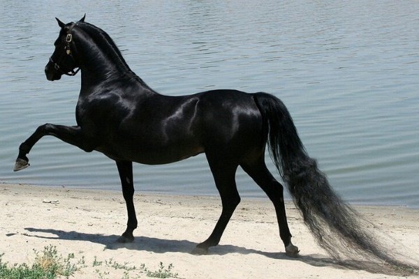 Верхові породи коней: опис з фото, показники, переваги, недоліки Верхові породи коней: опис з фото, показники, переваги, недоліки