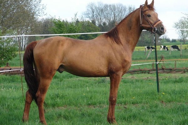 Верхові породи коней: опис з фото, показники, переваги, недоліки Верхові породи коней: опис з фото, показники, переваги, недоліки