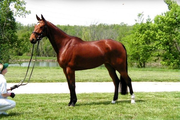 Верхові породи коней: опис з фото, показники, переваги, недоліки Верхові породи коней: опис з фото, показники, переваги, недоліки