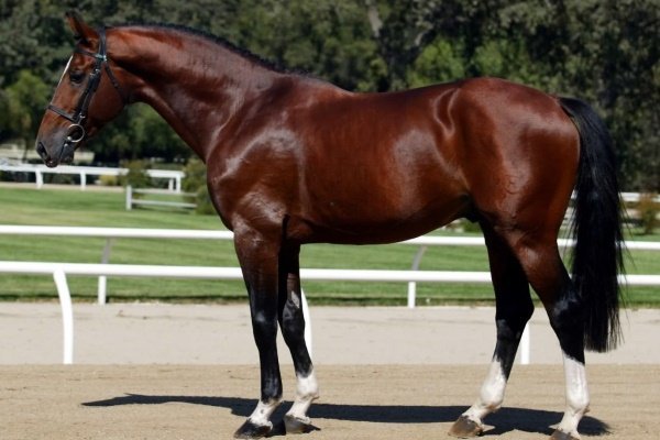 Верхові породи коней: опис з фото, показники, переваги, недоліки Верхові породи коней: опис з фото, показники, переваги, недоліки