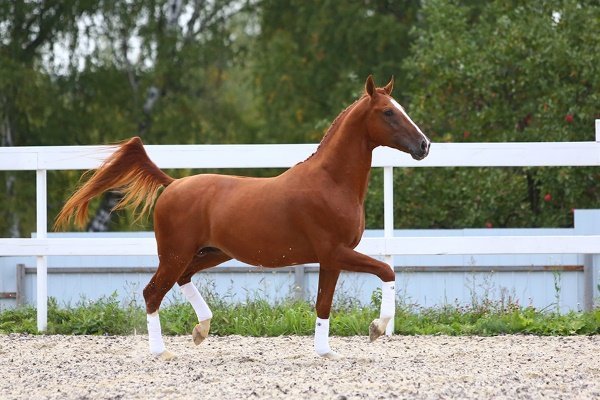 Верхові породи коней: опис з фото, показники, переваги, недоліки Верхові породи коней: опис з фото, показники, переваги, недоліки