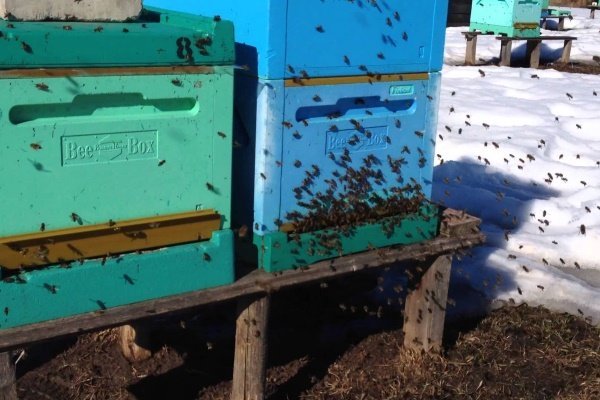 Весняний обліт бджіл: значення, терміни, особливості проведення