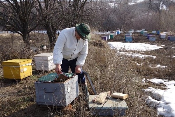 Весняний обліт бджіл: значення, терміни, особливості проведення