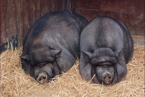 Вєтнамські свині: опис породи, фото, утримання, харчування, розведення