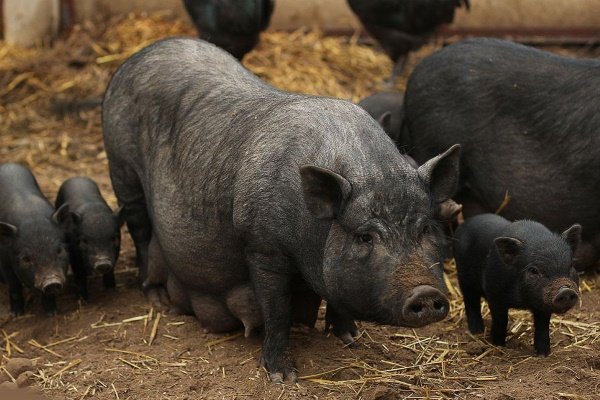Вєтнамські свині: опис породи, фото, утримання, харчування, розведення