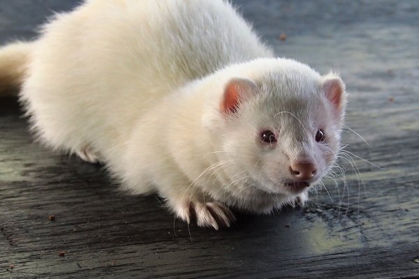 Види і окраси тхорів: описи порід з фото