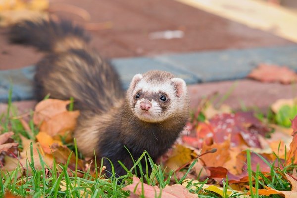 Види і окраси тхорів: описи порід з фото