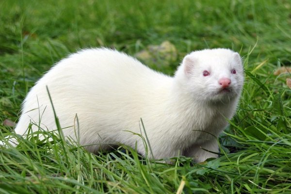 Види і окраси тхорів: описи порід з фото