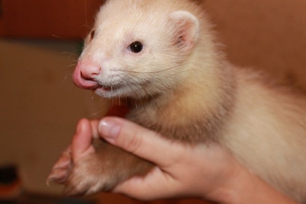 Види і окраси тхорів: описи порід з фото