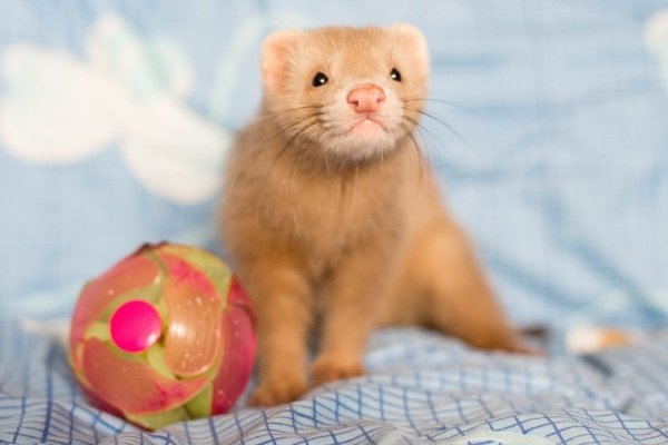 Види і окраси тхорів: описи порід з фото