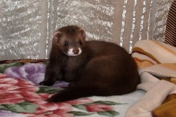 Види і окраси тхорів: описи порід з фото