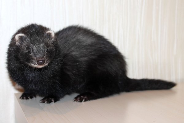 Види і окраси тхорів: описи порід з фото