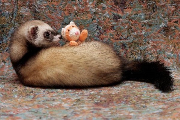 Види і окраси тхорів: описи порід з фото