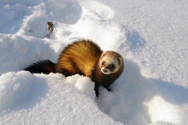 Види і окраси тхорів: описи порід з фото