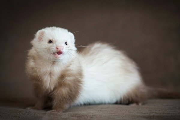 Види і окраси тхорів: описи порід з фото