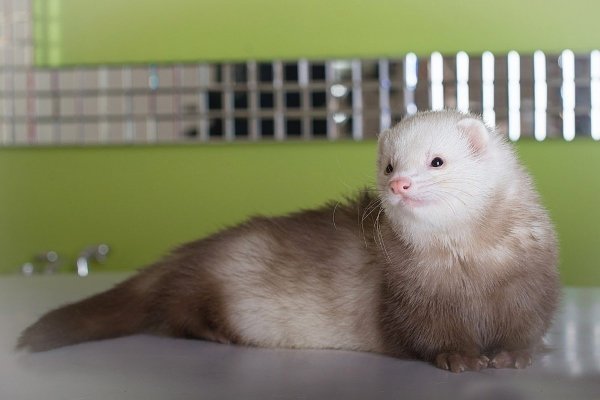 Види і окраси тхорів: описи порід з фото