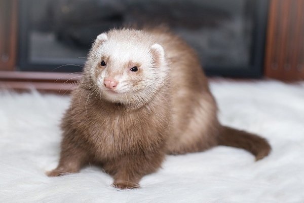 Види і окраси тхорів: описи порід з фото