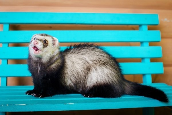 Види і окраси тхорів: описи порід з фото