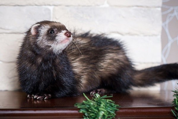 Види і окраси тхорів: описи порід з фото