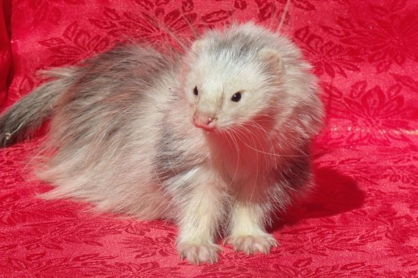 Види і окраси тхорів: описи порід з фото