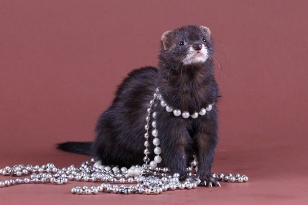 Види і окраси тхорів: описи порід з фото