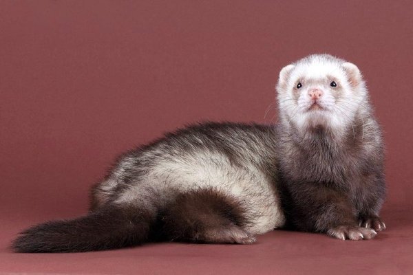 Види і окраси тхорів: описи порід з фото