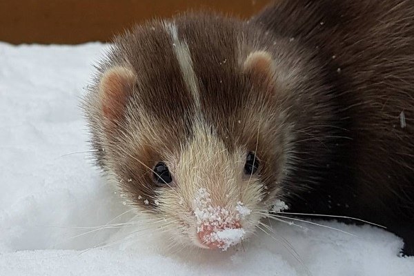 Види і окраси тхорів: описи порід з фото