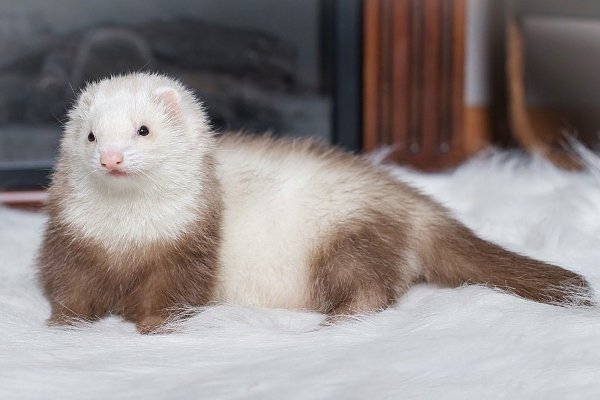 Види і окраси тхорів: описи порід з фото