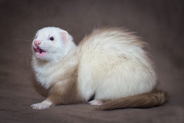 Види і окраси тхорів: описи порід з фото