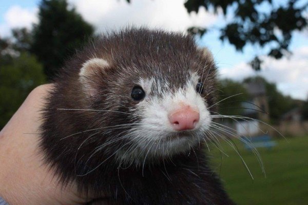 Види і окраси тхорів: описи порід з фото