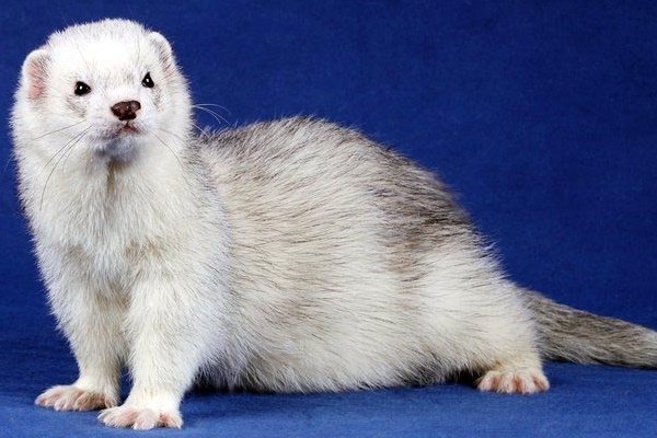 Види і окраси тхорів: описи порід з фото