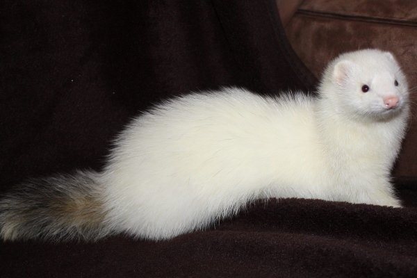 Види і окраси тхорів: описи порід з фото