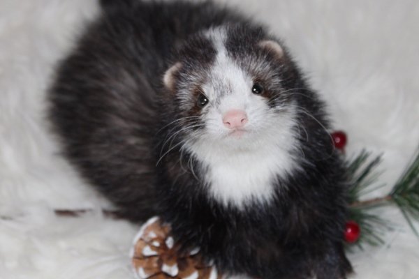 Види і окраси тхорів: описи порід з фото