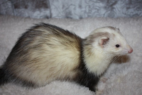 Види і окраси тхорів: описи порід з фото