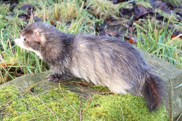 Види і окраси тхорів: описи порід з фото