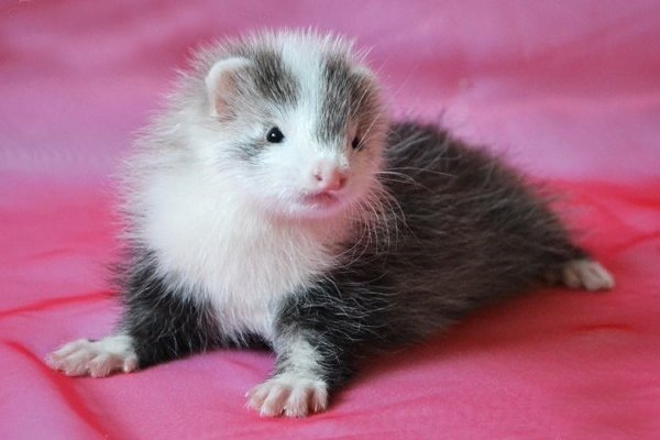 Види і окраси тхорів: описи порід з фото