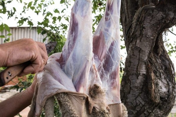 Вироблення овечих шкур: покрокові інструкції, інвентар, важливі правила Вироблення овечих шкур: покрокові інструкції, інвентар, важливі правила