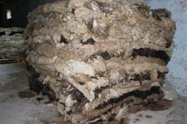 Вироблення овечих шкур: покрокові інструкції, інвентар, важливі правила Вироблення овечих шкур: покрокові інструкції, інвентар, важливі правила