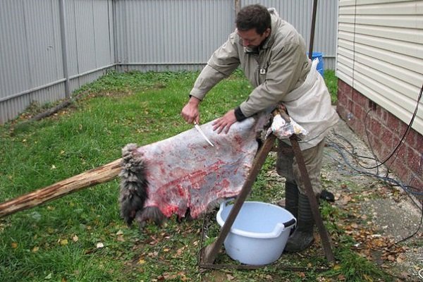 Вироблення овечих шкур: покрокові інструкції, інвентар, важливі правила Вироблення овечих шкур: покрокові інструкції, інвентар, важливі правила
