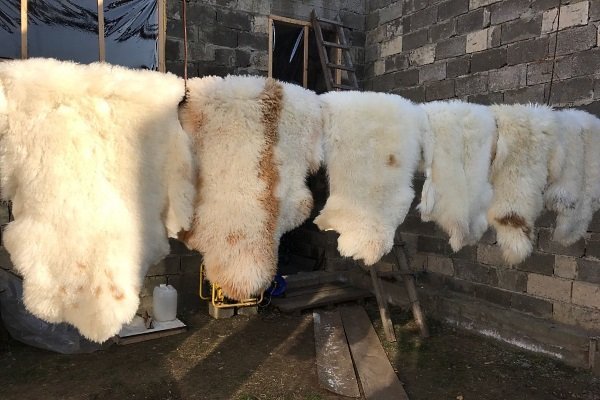 Вироблення овечих шкур: покрокові інструкції, інвентар, важливі правила Вироблення овечих шкур: покрокові інструкції, інвентар, важливі правила