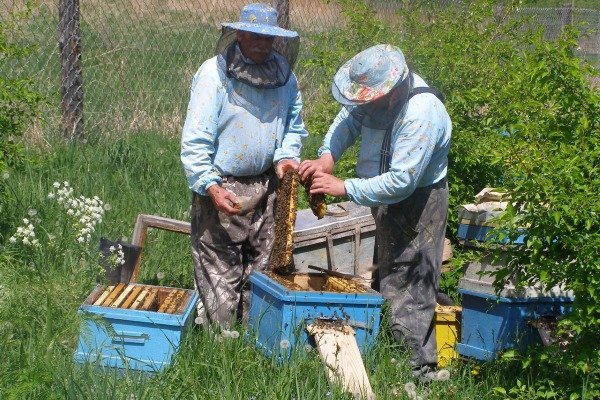 Висновок бджолиних маток: правила, способи, строки