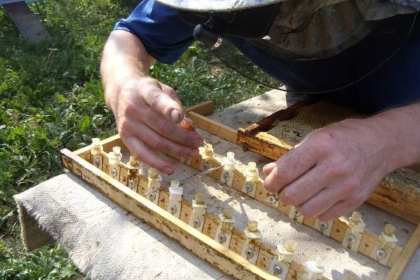 Висновок бджолиних маток: правила, способи, строки